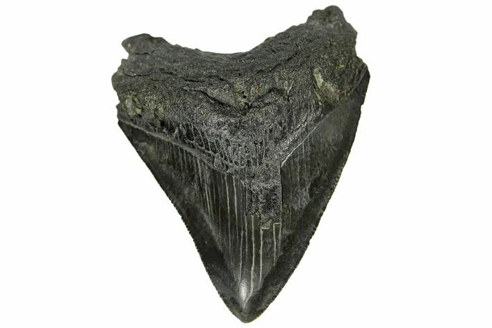 Serrated, Fossil Megalodon Tooth - South Carolina #170463